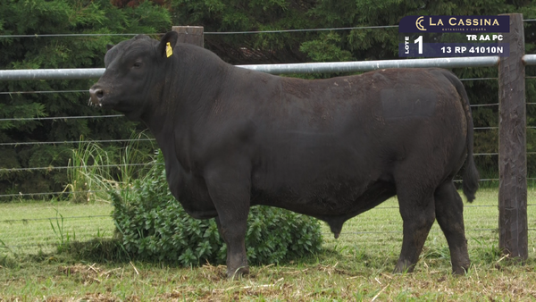 Lote TORO ANGUS PURO CONTROLADO
