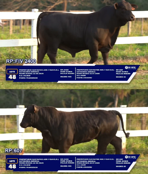 Lote LOTE 48 - DUO