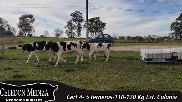 Lote 5 Terneros