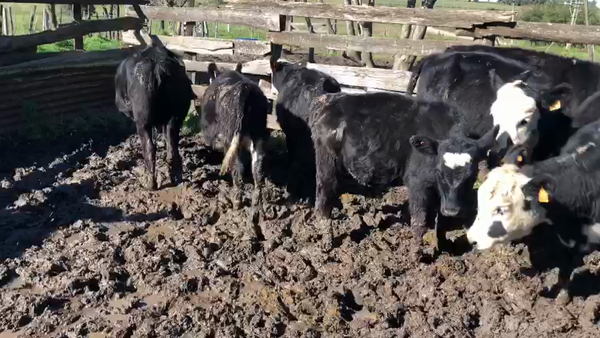 Lote 7 Terneros XX Hereford, San José