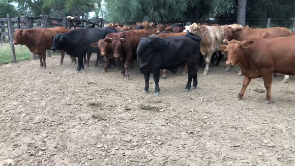 Lote 40 Novillitos en Subteniente Perín, Formosa