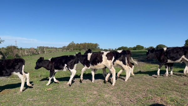 Lote TERNERAS