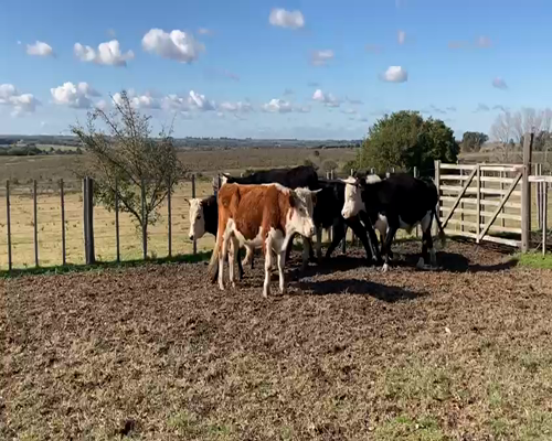 Lote 8 Terneros 450kg -  en PICADA VIERA