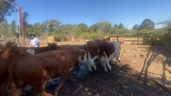 Lote 31 Novillo Engorda en Litueche, VI Región O-Higgins