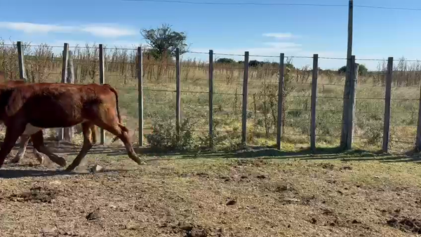 Lote TERNEROS Y TERNERAS