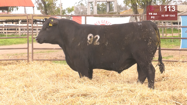 92 1343 — TOROS ANGUS NEGROS  PC