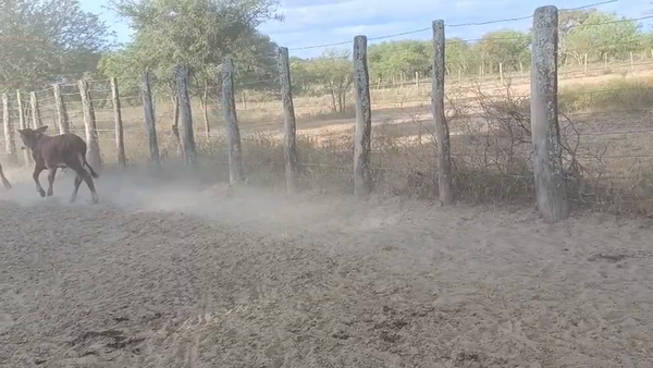 Lote 40 Terneros