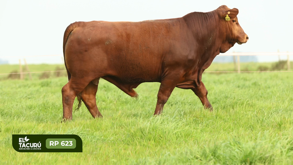 Lote Toros PI / PO / PC, Montevideo