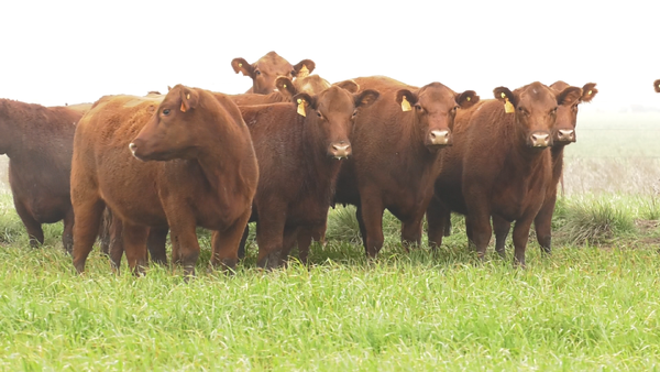 Lote VACAS  ANGUS COLORADAS MAS  C/ GTIA DE PREÑEZ
