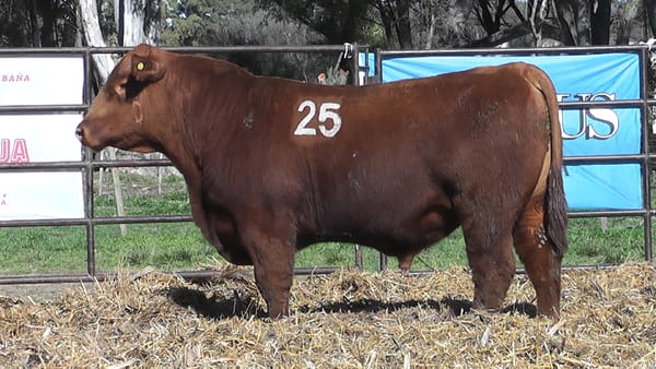 Lote ANGUS PURO CONTROLADO