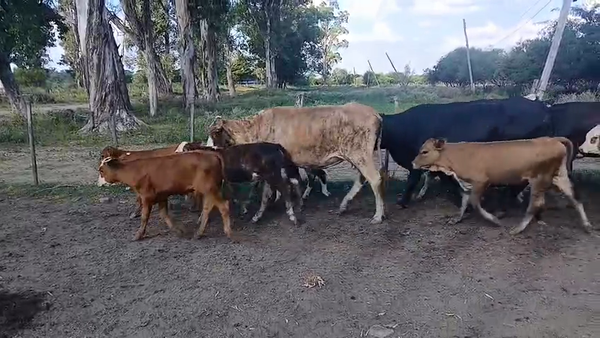  46 Vacas nuevas C/ cria en Corrientes, Curuzú-Cuatiá