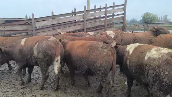 Lote 20 Vaquilla Gorda en Los Ángeles, VIII Región Biobío