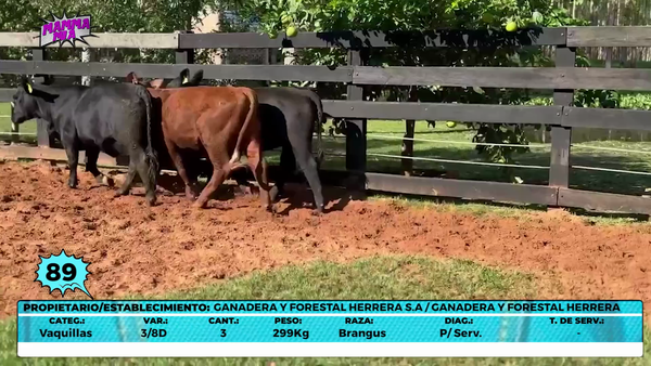 Lote LOTE 89- EN VIVO