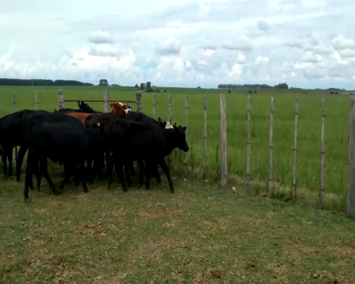 Lote Terneras