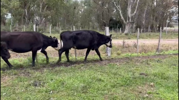 Lote VACAS INVERNADA