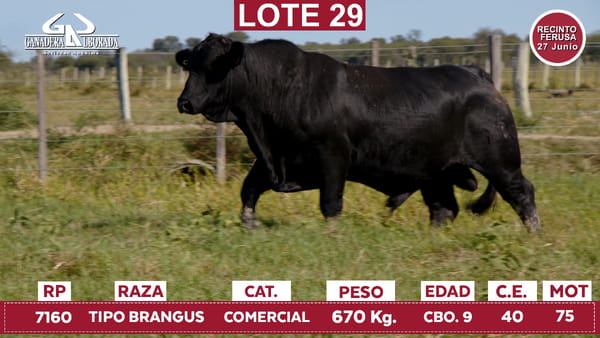 Lote Reproductores de Alborada - Lote 29