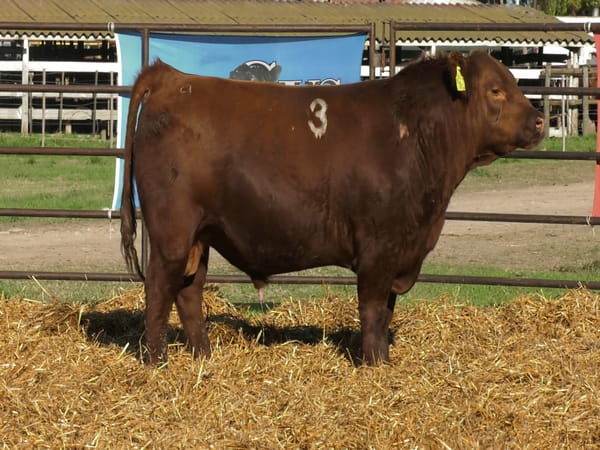 Lote TOROS ANGUS COLORADOS PC