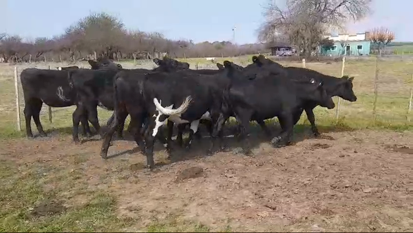 Lote (Vendido)8 Vaquillonas 1 a 2 años ANGUS/ HEREFORD 360kg -  en POLANCOS