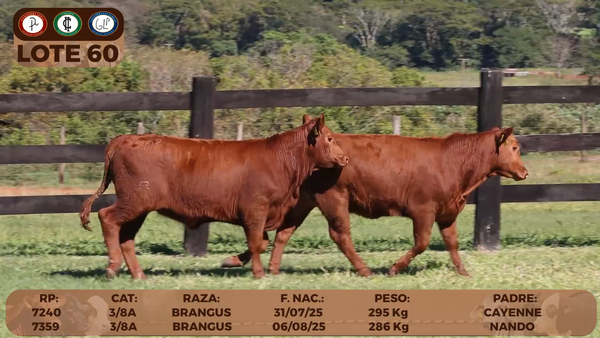 Lote LOTE 60