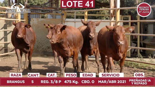 Lote Reproductores de Alborada - Lote 41