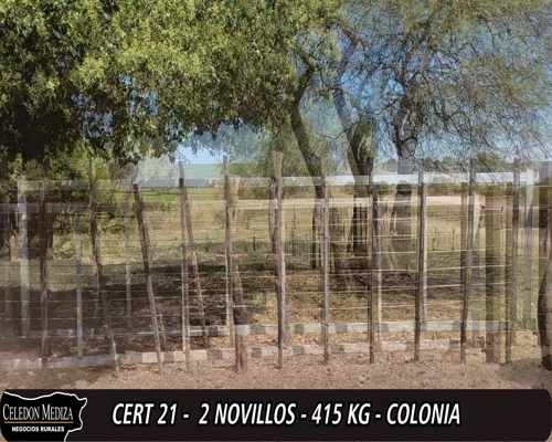 Lote (Vendido)2 Novillos HO 420kg -  en - COLONIA ARRUE, A 10 KM DE CARMELO