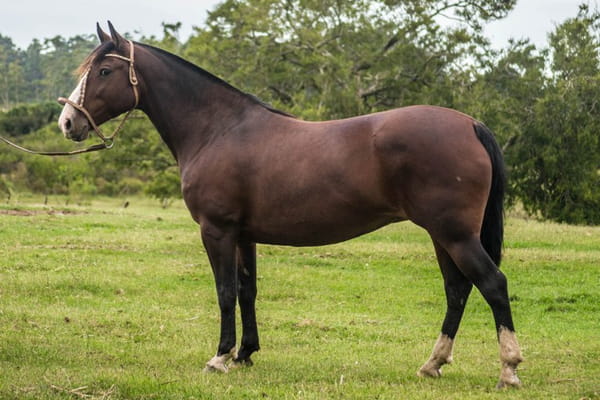 Lote CONSTANCIA RANCHERA IBERICA