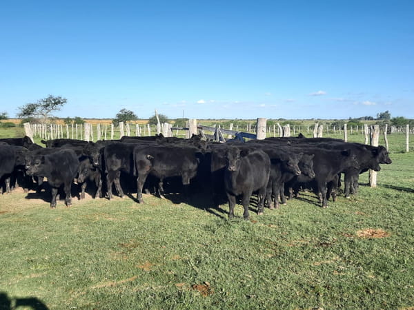 Lote SAENZ VALIENTE, BULLRICH Y Cia. S.A.