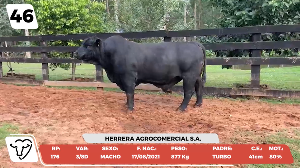 Lote LOTE 46