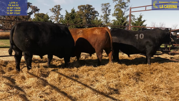 Lote TOROS ANGUS PURO CONTROLADO