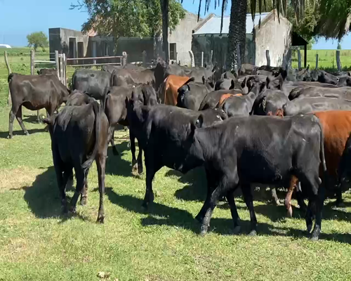 Lote 80 Vaquillonas preñadas en Rosario del Tala, Entre Ríos