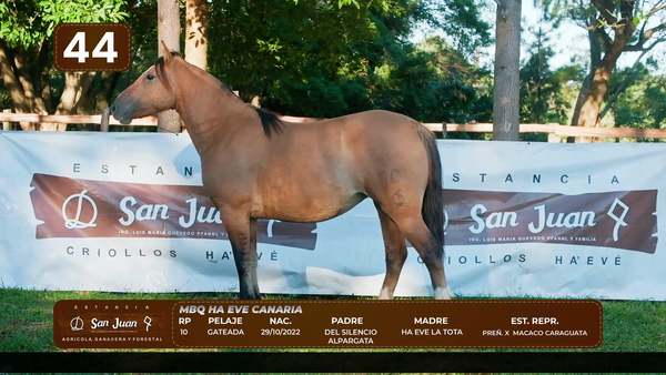 Lote LOTE 44