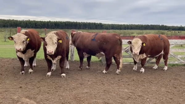 Lote Cabaña San Carlos de los Mestizos