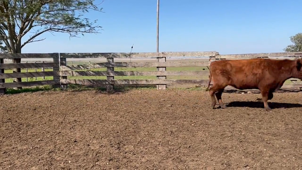 Lote Vacas Preñadas