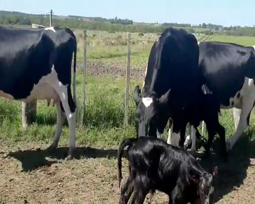 Lote 3 Vaca HOLANDO, San José