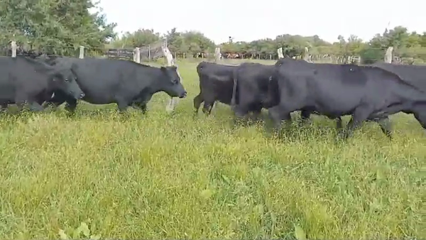 Lote 42 Vaquillonas en Federal, Entre Ríos