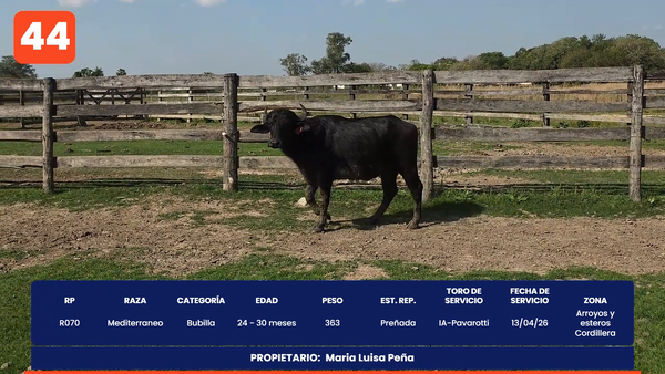 Lote LOTE 44