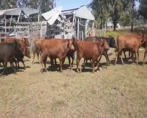 Lote ZAVATTARO JORGE