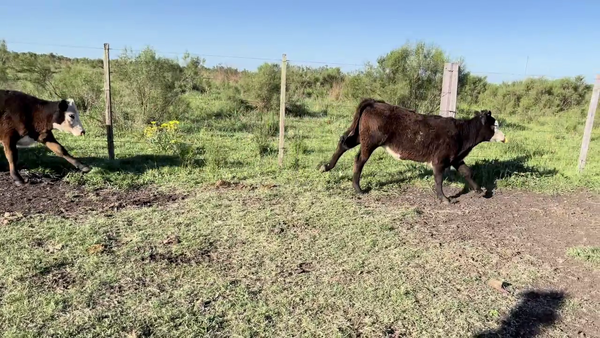 Lote TERNEROS Y TERNERAS