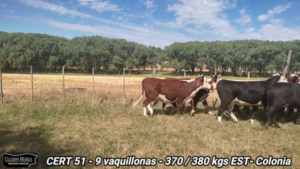 Lote 9 Vaquillonas 1 a 2 años en Colonia