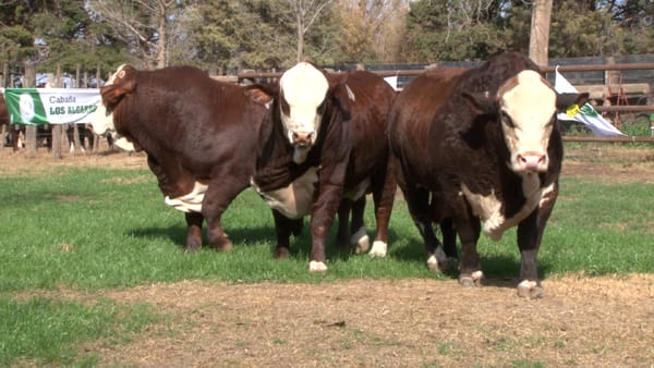 Lote TOROS BRAFORD CABAÑA LOS ALGARROBOS