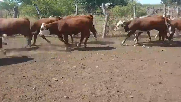 Lote 120 Terneros