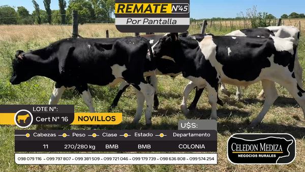Lote 11 Novillos en Otra Localidad, Colonia