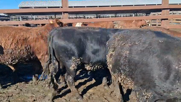 Lote 20 Novillo Gordo en Los Ángeles, VIII Región Biobío