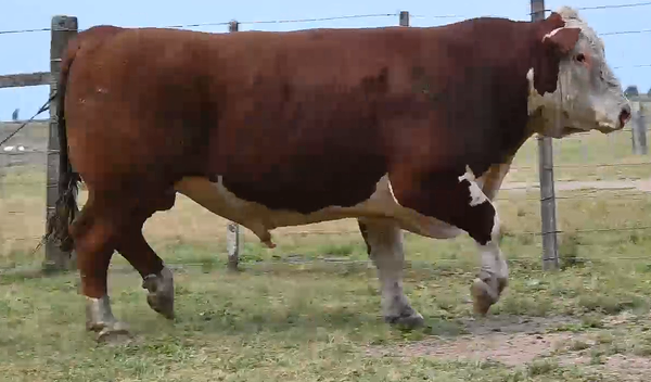 Lote TOROS H RP 5121 5137 5141