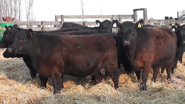 Lote “SAN BAUTISTA DEL SUR” “VAQUILLONAS MADRES ANGUS SELECCIONADAS CON GARANTÍA DE PREÑEZ”