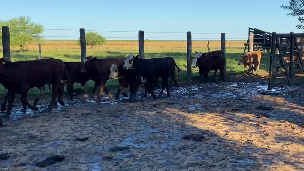Lote 110 Terneros/as en Esquina, Corrientes