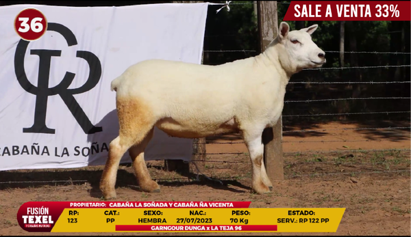 Lote LOTE 36