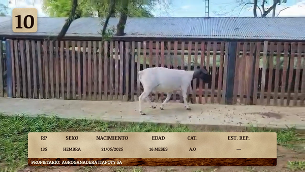 Lote LOTE 10