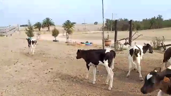 Lote 15 Terneros Holando y Cruza en Chamizo