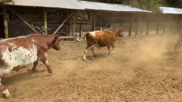 Lote 50 Novillo Engorda en Paillaco, XIV Región Los Ríos